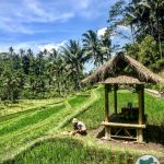 Bali - Pura Gunung Kawi Rice Terrace