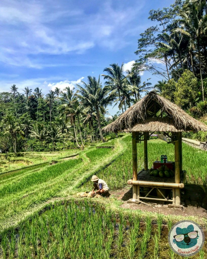 Cosa Vedere a Bali - Itinerario Est - Pura Gunung Kawi Rice Terrace