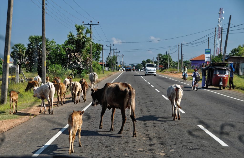Sri Lankan Road